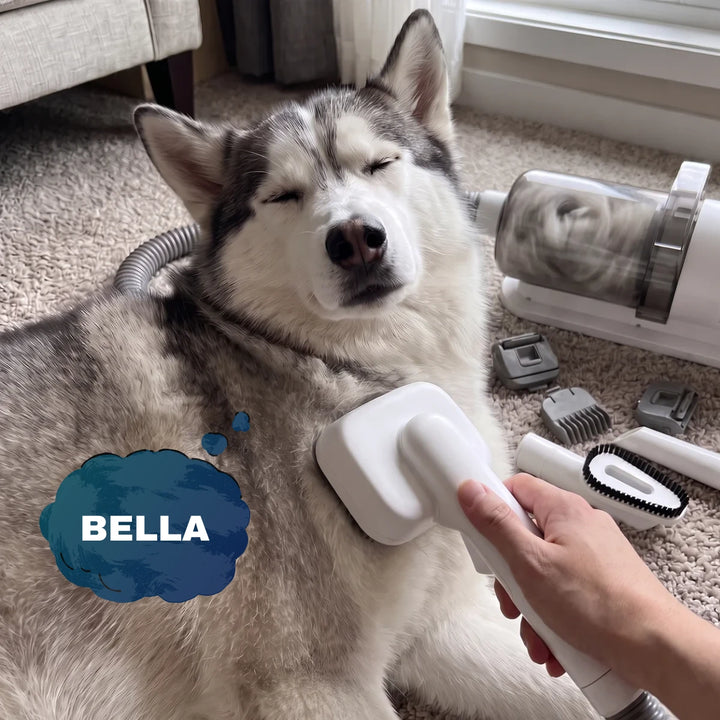 Bella the husky dozing while she’s brushed