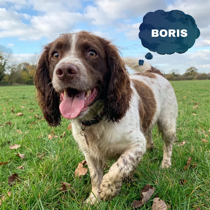 Boris the springer spaniel out on a walk
