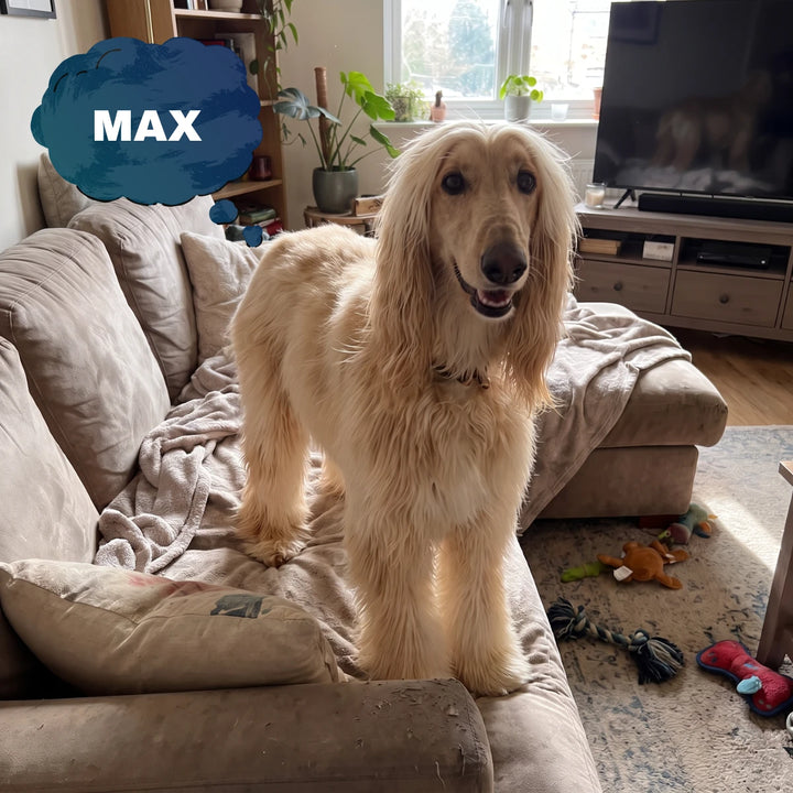 Max the Afghan hound on the sofa